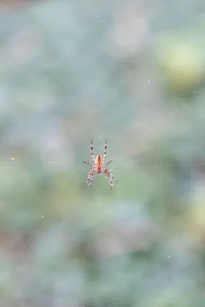 Big Cross Spider — Stock Photo, Image