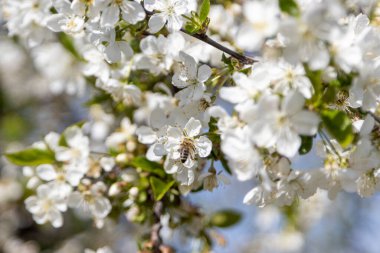 Bir arı, eski bir kiraz çiçeğinin içinde polen toplar.