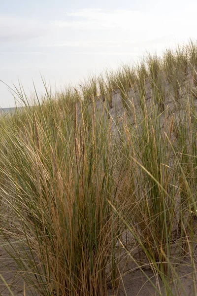 沙丘草是沙丘的保护 也是动物和昆虫的栖息地 — 图库照片