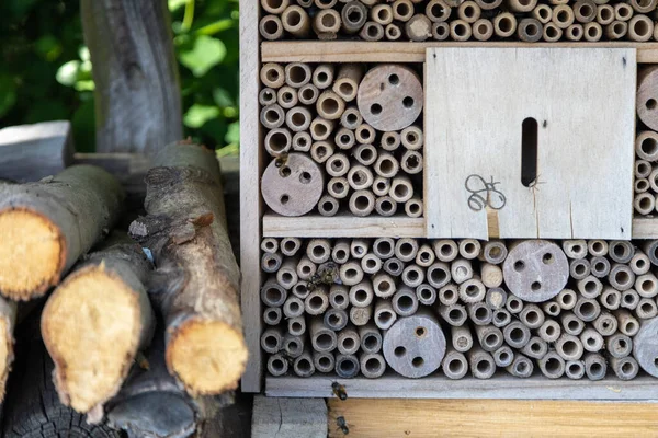 Arılar Eşek Arıları Eski Ahşaptan Yapılmış Diğer Böcekler Için Bir — Stok fotoğraf