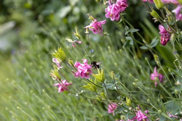 분홍색 꽃에서 꽃가루를 장수벌 비올리아 — 스톡 사진