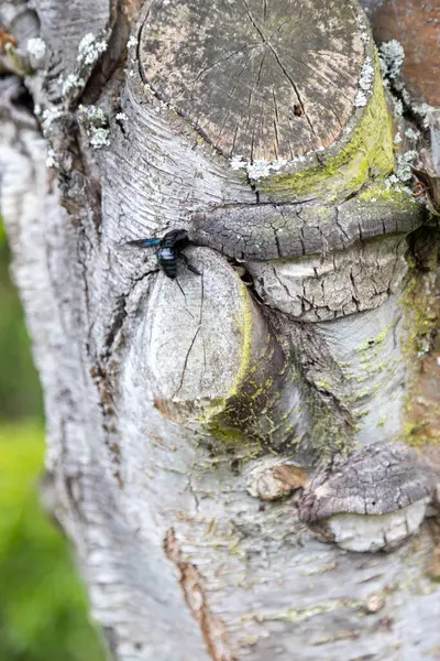 Una Maravillosa Abeja Azul Trabaja Tronco Árbol Viejo — Foto de Stock