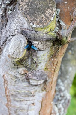 Harika bir mavi orman arısı yaşlı bir ağacın gövdesinde çalışır..