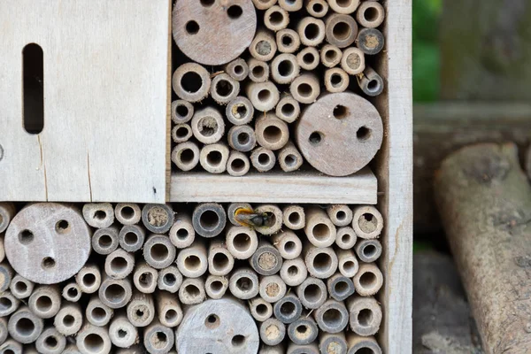 Arılar Eşek Arıları Eski Ahşaptan Yapılmış Diğer Böcekler Için Bir — Stok fotoğraf