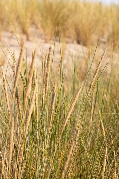 Dune Grass Protection Dune Also Habitat Animals Insects Summer — Stock Photo, Image