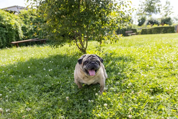 A nice pug sits on a meadow and watches the area