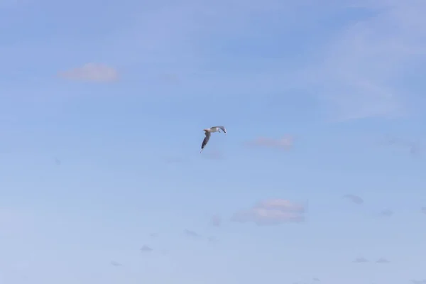 Una Gaviota Voladora Contra Cielo Azul Verano — Foto de Stock