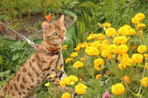 벵골 고양이 산책 — 스톡 사진