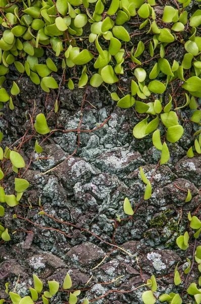 Natural texture of leaves on a bark — Stock Photo, Image