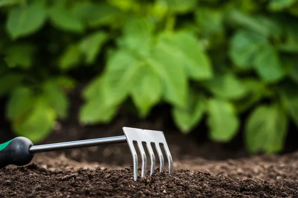 Outil de jardinage dans le sol — Photo