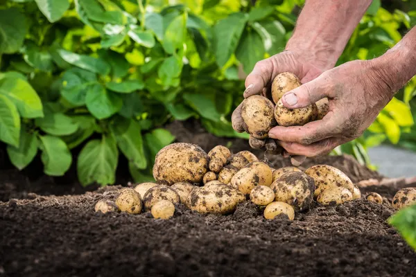 Mains récoltant des pommes de terre fraîches dans la terre — Photo
