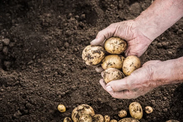 Handen oogsten van verse aardappelen uit tuin — Stockfoto