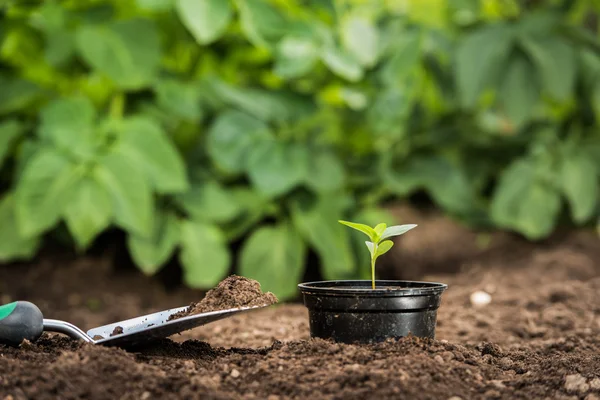Jonge plant in een pot klaar voor opplant — Stockfoto