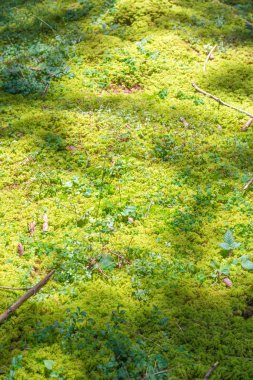 yosunlu doğal orman kat arka plan