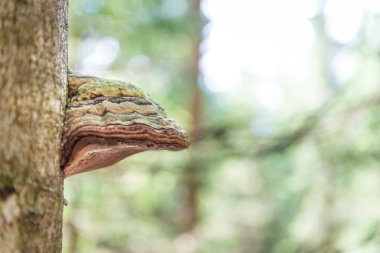 Ağaç gövdesinde kav mantarı