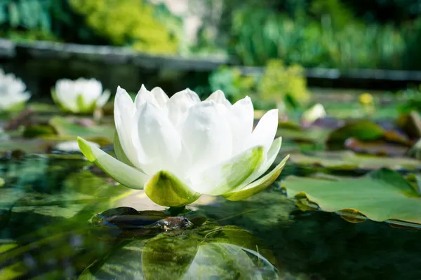 Beyaz lotus çiçekleri gölet