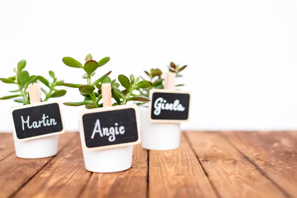 Kleine Topfpflanzen mit Namensschildern — Stockfoto