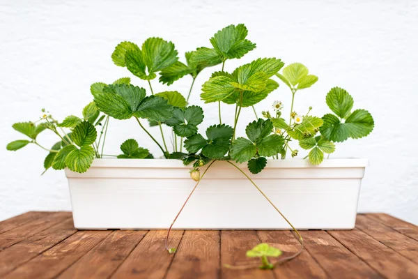 Strawberry växtodling i en blomkruka — Stockfoto