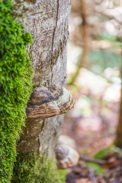 Тиндер грибок на стволе мшистого дерева — стоковое фото