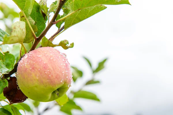 Organische apple met waterdruppels — Stockfoto