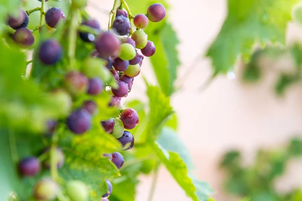 Biologische druiven groeien in een tuin — Stockfoto