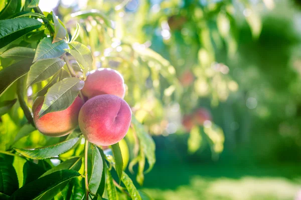 Verse perziken op een boom in de zomer — Stockfoto