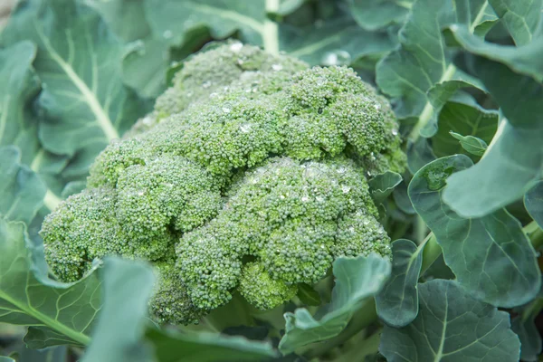 Organische broccoli met waterdruppels — Stockfoto