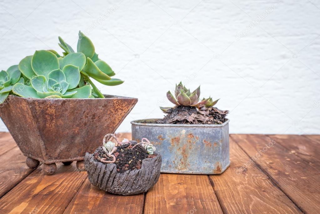Small plants in rusty flowerpots