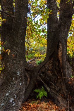 Eğreltiotu, sonbaharda iki ağacın gövdesi ve kuru yapraklar arasında doğar..
