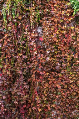 Kuru ve renkli sonbahar yapraklarıyla kaplı duvar. Arka plan..