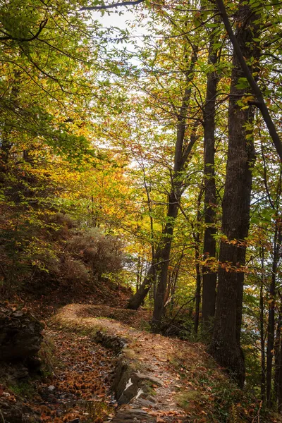 Paisagem Outono Várias Árvores Com Suas Folhas Secas Lado Velho — Fotografia de Stock