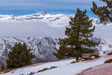 Yukarı Sierra Nevada 'da karla kaplı bir çam ormanı. Arka planda Veleta zirvesi. Dağlar arasında orta yükseklikte bir bulut var..