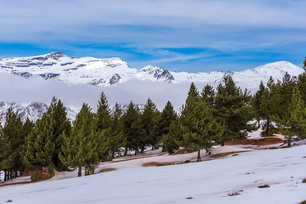 Snowy Pine Forest Upper Area Sierra Nevada Summit Veleta Background — Foto Stock