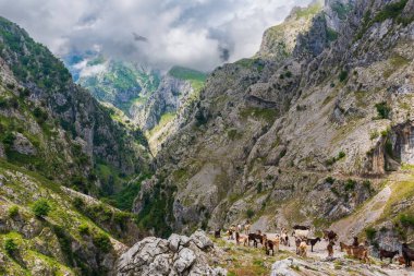Senda del Rio Cares, Catabrica sıradağlarındaki Picos de Europa vadisinden geçen bir patika..