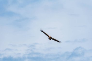 Griffon akbabası Picos de Europa 'da uçuyor..