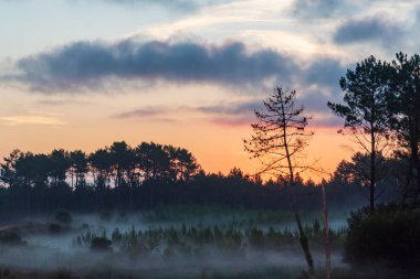 Landscape of a forest at dawn between mists and a dramatic sky.
