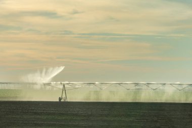 Center pivot irrigation system, pipes with sprinklers watering a plantation.