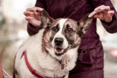 Gönüllü köpek gülümserken kulaklarını tuttu 
