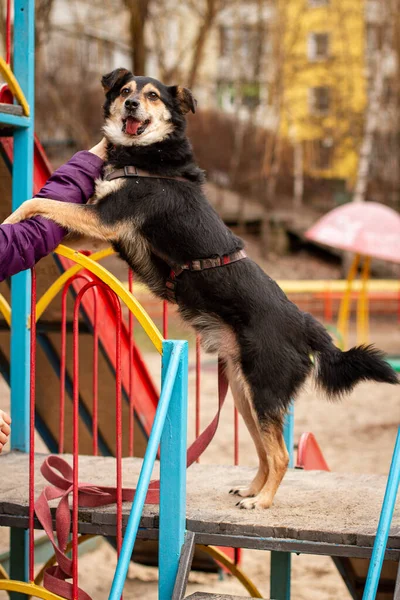 Hund Steht Auf Dem Spielplatz — Stockfoto