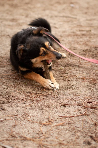 Dog Chewing Stick Park — Zdjęcie stockowe
