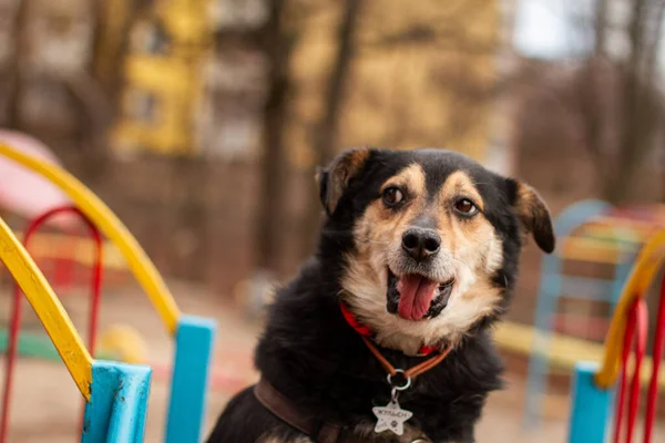 Shelter dog looking for new home