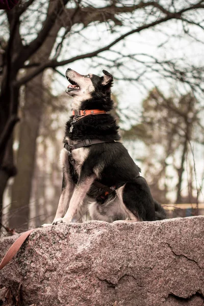 Shelter dog is looking at the sky