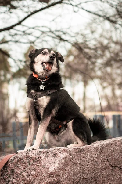 Adoption dog sitting on the rock at the park