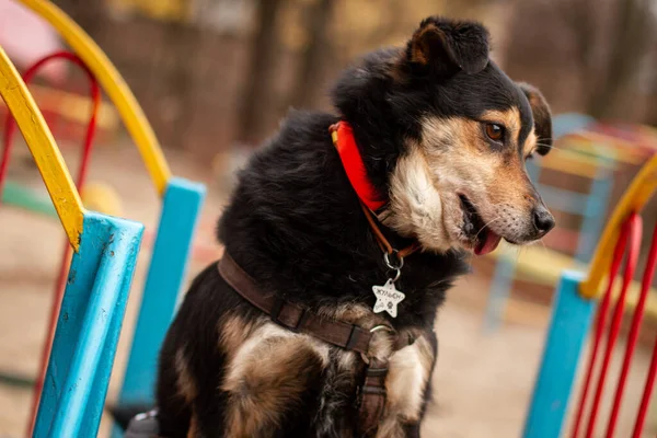 sad shelter dog with jaw trauma at the yard