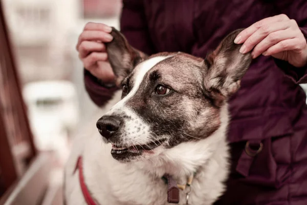 woman holds shelter white dog for ears 