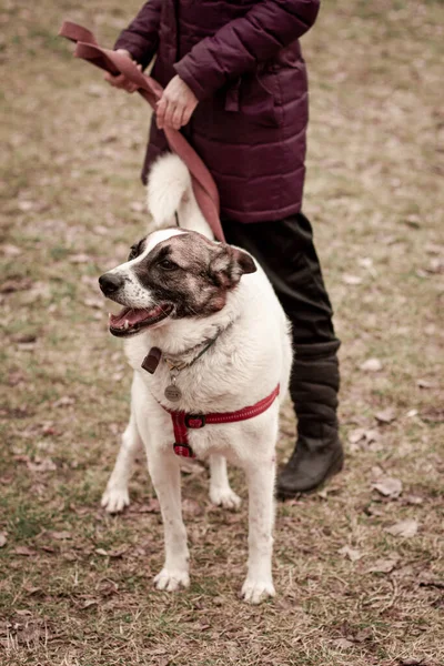 mixed breed dog at the walk stands by its owner 