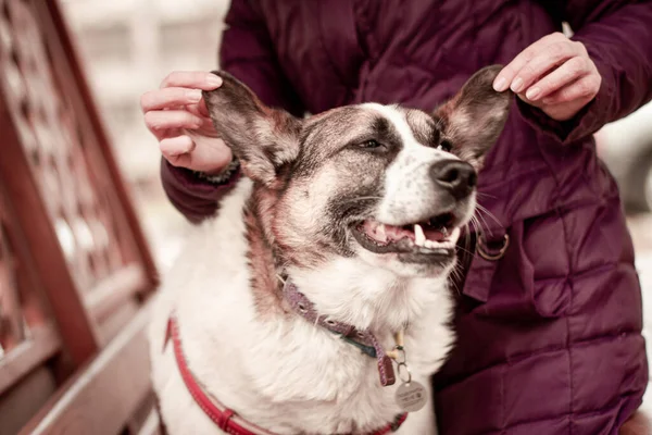 dog smiling while volunteer held its ears 