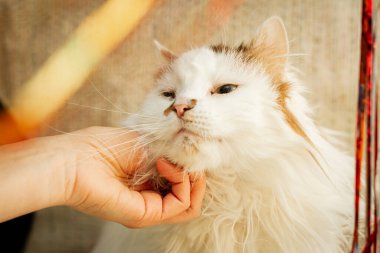 Beyaz kedi melezleri elle okşuyor. 