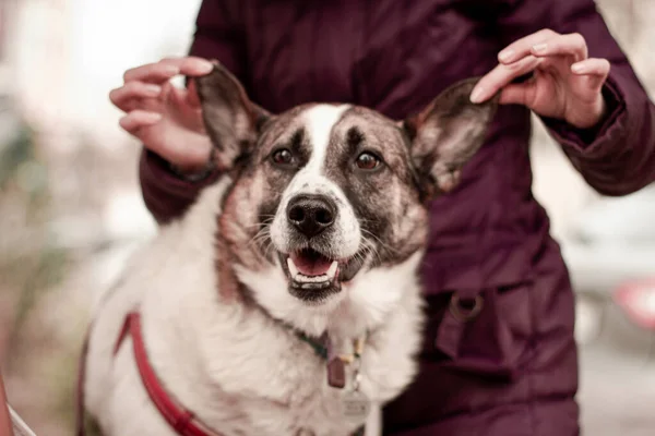 dog mixed breed shelter dog at the fresh air 