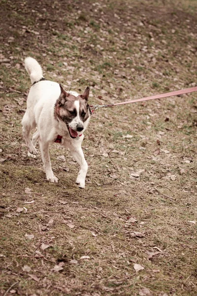 Pies Adopcji Biegający Parku Wiosną Hrabiego — Zdjęcie stockowe